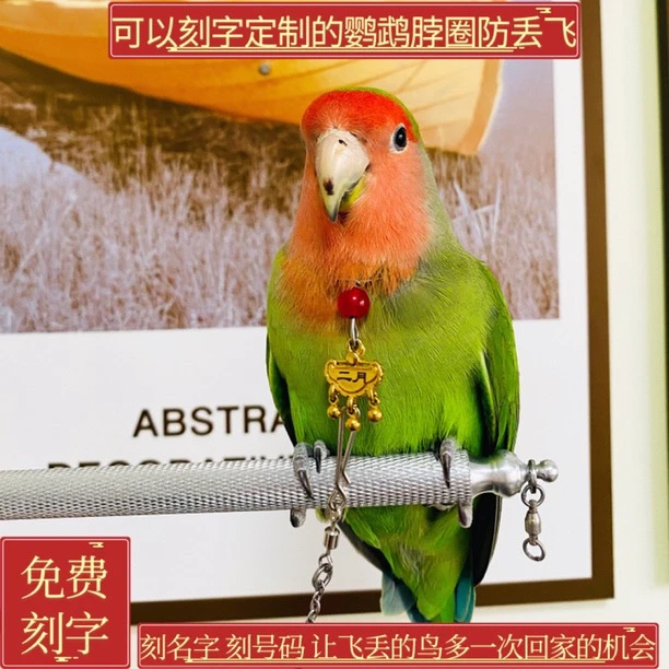 鹦鹉脖套玄凤牡丹虎皮小太不锈钢链子放飞绳脖圈免费刻字防丢定制