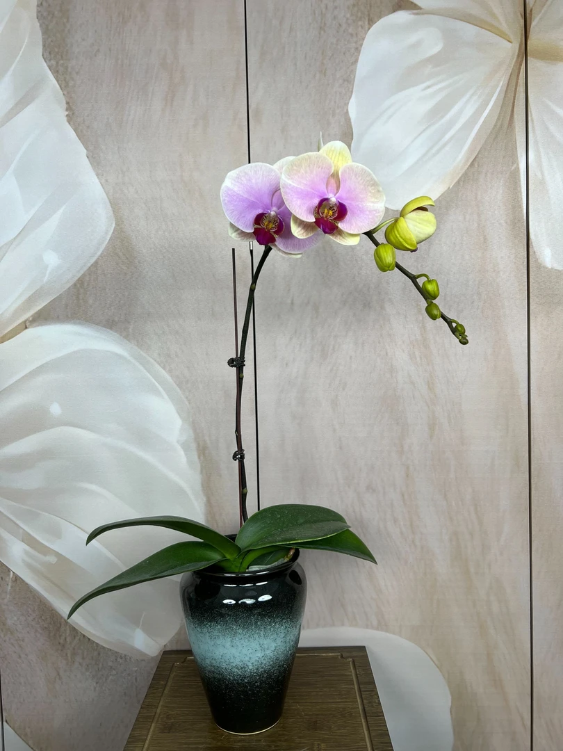 （单株带盆）蒙娜丽莎蝴蝶兰室内花卉开放度大 带花带花苞 好养活