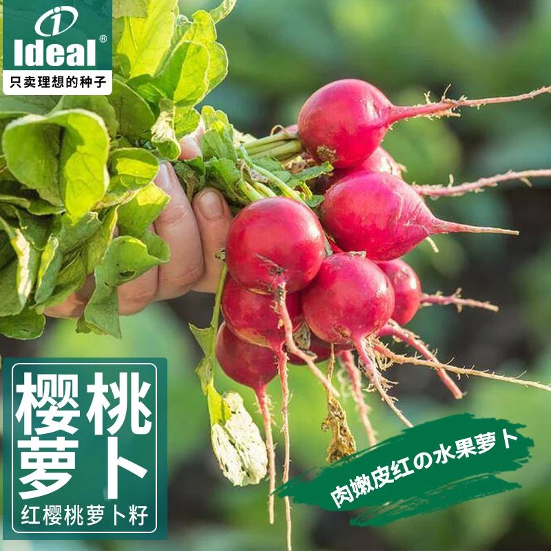 IDEAL樱桃小萝卜种籽水果萝卜种籽四季阳台盆栽种植耐寒蔬菜种孑
