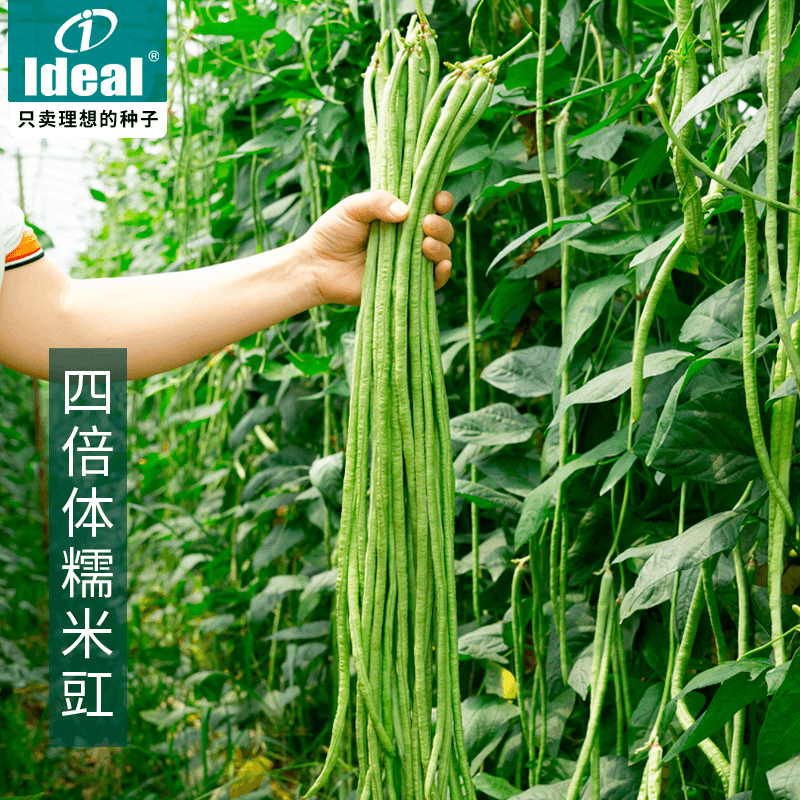 长豆角种籽豇豆四季豆扁豆菜豆有架豆角种子豆角种孑大全蔬菜种
