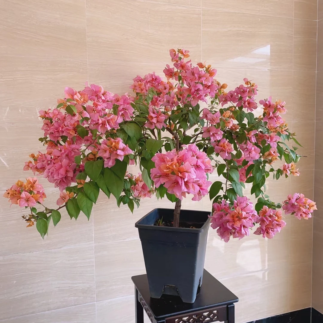 金发女郎三角梅花卉绿植