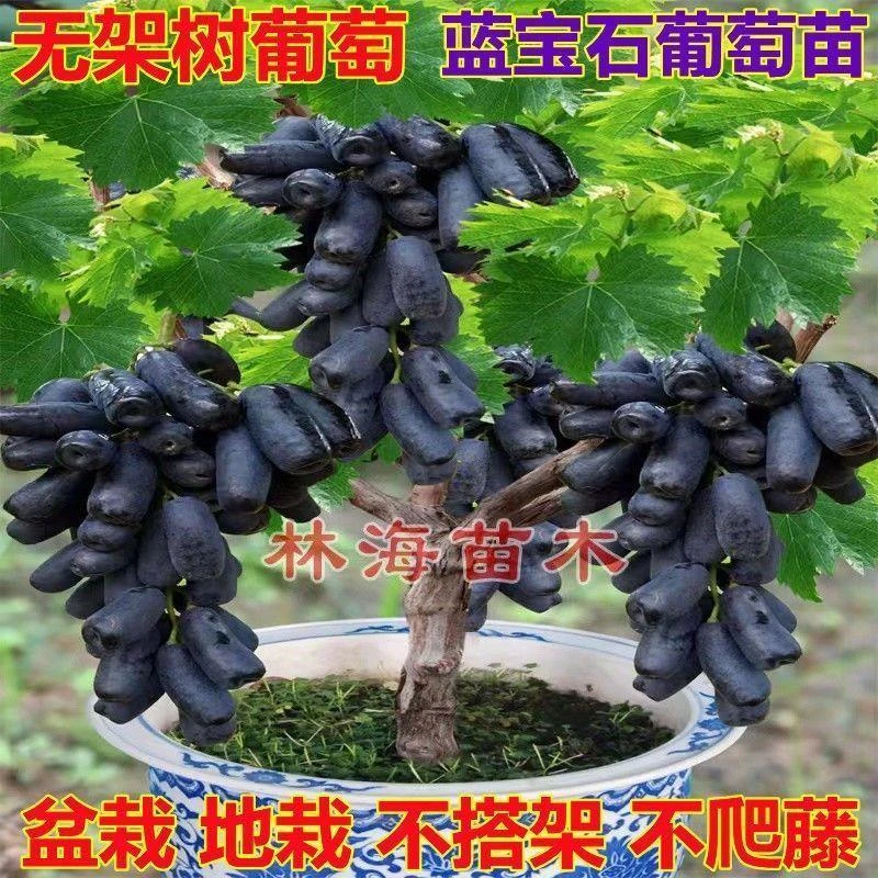 正宗甜蜜蓝宝石葡萄苗新品种月光之泪葡萄树苗无架树葡萄树不搭架