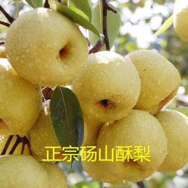 砀山白酥梨树苗砀山梨甜老梨苗果树苗嫁接梨苗糖梨苗果苗南北种植