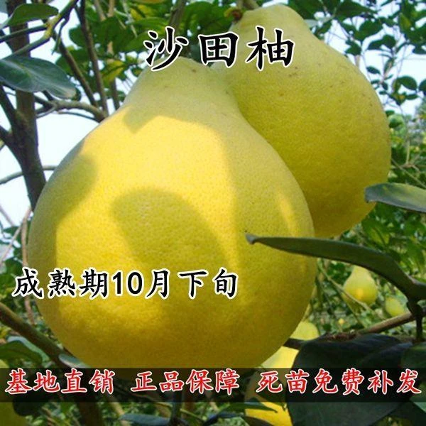 沙田柚苗容县柚子树苗白心白肉纯甜嫁接柑橘蜜柚子苗庭院适宜栽植
