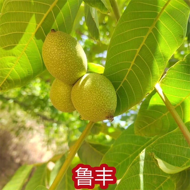 新品种鲁丰核桃苗 山东基地早熟 薄皮纸皮核桃树苗 当年结果