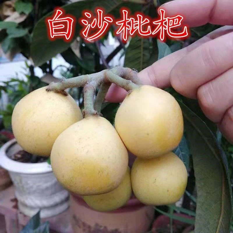 白沙枇杷树苗白玉枇杷树苗嫁接枇杷树苗南方北方种植当年结果树苗