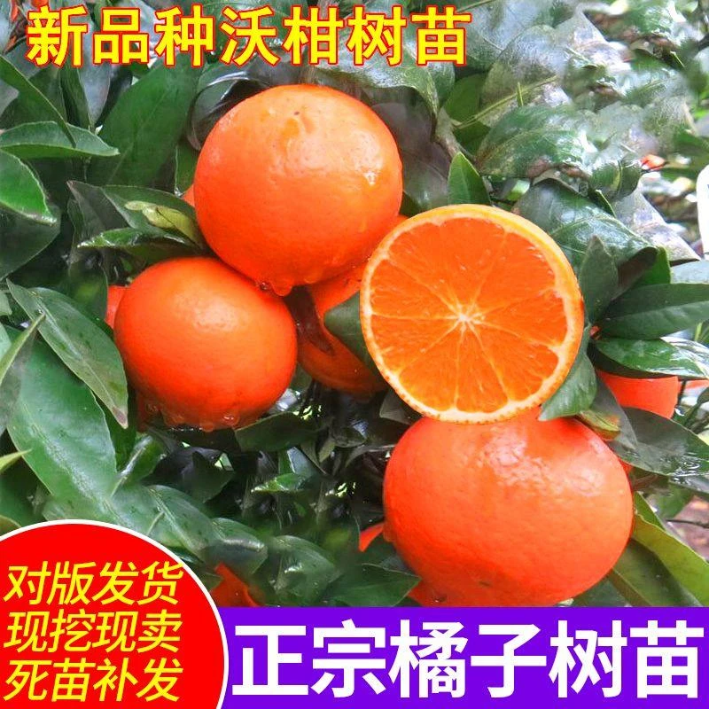 新品种沃柑树苗无核沃柑柑橘苗中柑所091无籽沃柑嫁接苗当年结果