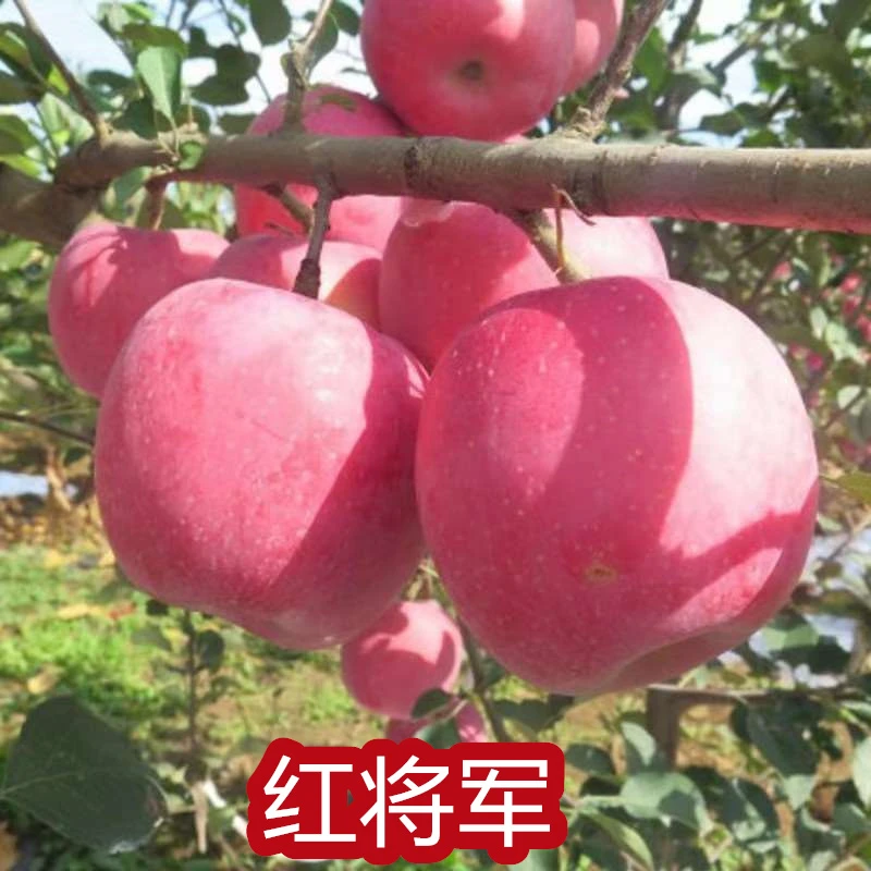 嫁接红将军苹果树苗南北方种植特大早熟红富士苹果苗盆栽地栽果树