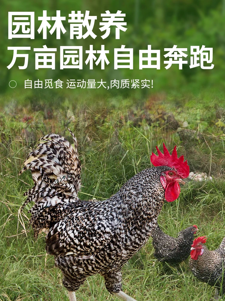 【纯种芦花鸡】汶上县芦花鸡园林散养芦花鸡仔鸡新鲜现杀