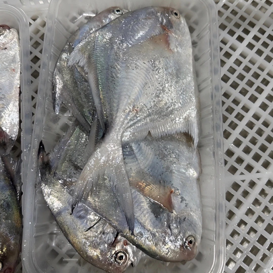 小白鲳4-5条（400盒）4盒顺丰包邮