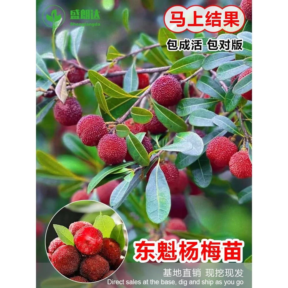 正宗嫁接东魁杨梅果树苗台州自产自销果子大甜品种纯正杨梅。