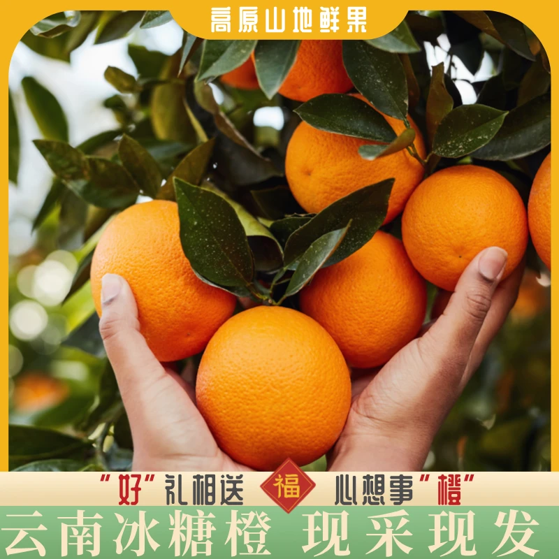 【尝鲜装】云南冰糖橙橙子应季鲜果不催熟不打蜡清爽多汁现采现发
