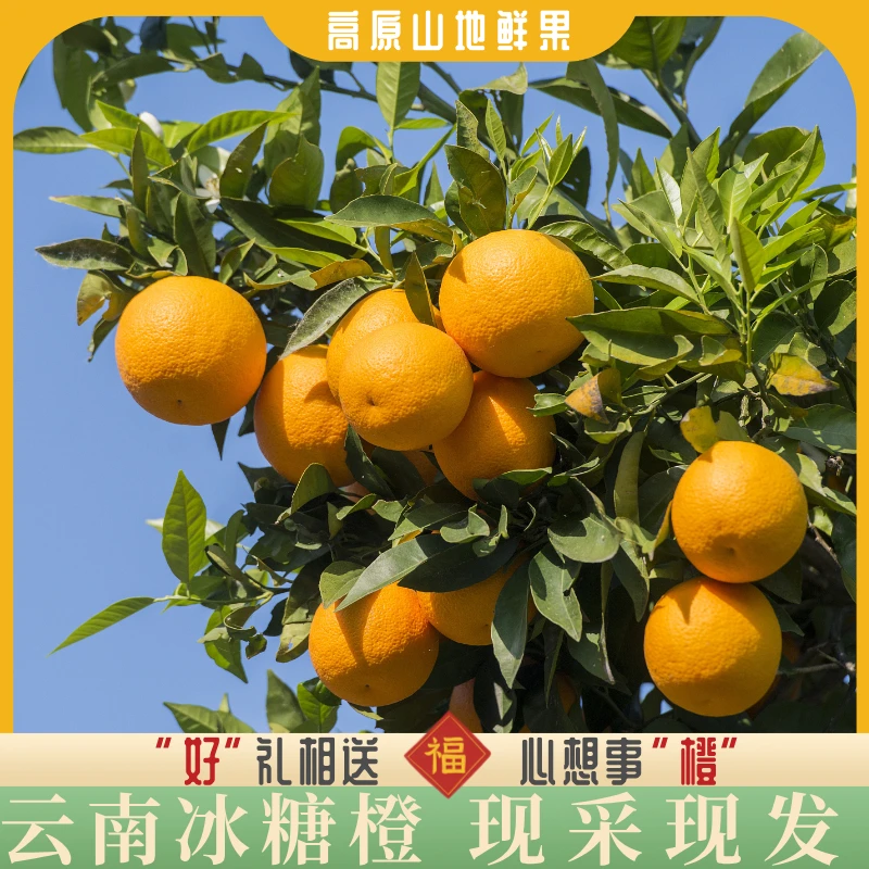 云南冰糖橙橙子应季鲜果不催熟不打蜡清爽多汁皮薄肉厚现采现发