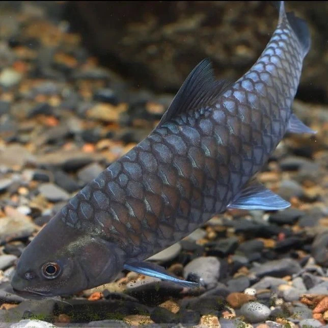 【超值优惠两条套餐】异口蓝吉罗，精品吉罗，淡水观赏鱼，风水招财鱼