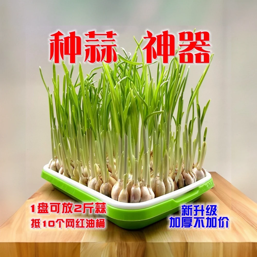 【能种蒜苗，能种芽苗菜】水培豌豆尖家用专用蒜苗盘种蒜神器育苗盘