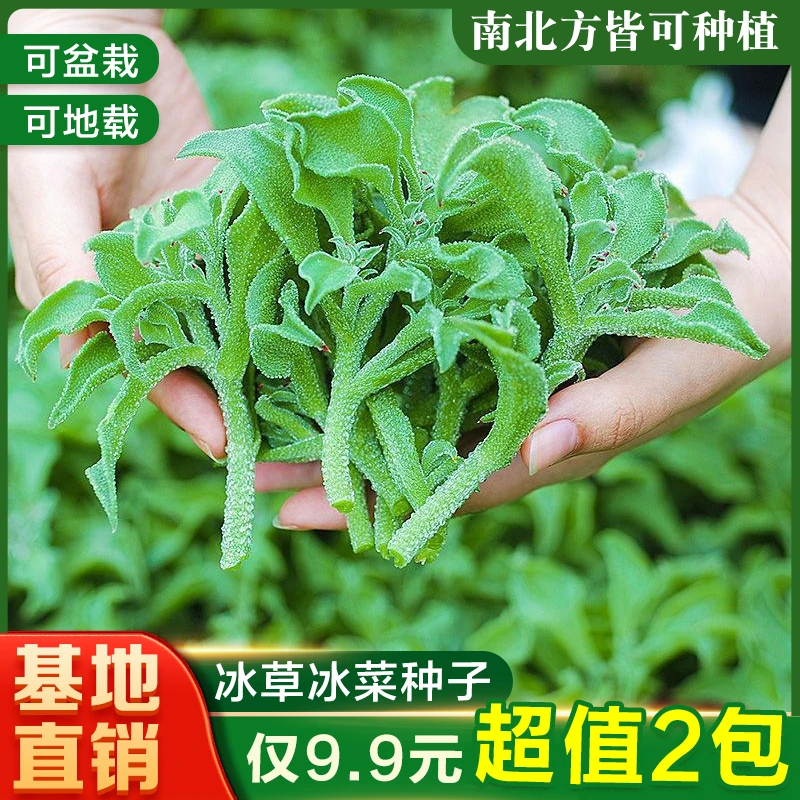 【9.9元2包水晶冰菜种子】冰草种籽 四季种植 阳台盆栽播种蔬菜种子