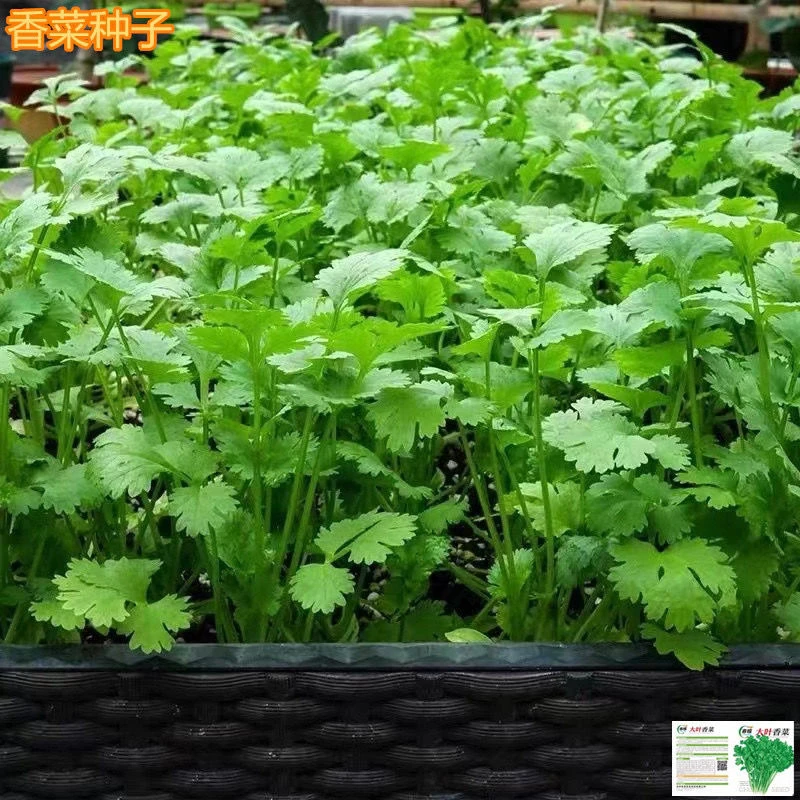 『四季小香菜种子』阳台室内盆栽庭院精选四季种植香菜种子蔬菜简单