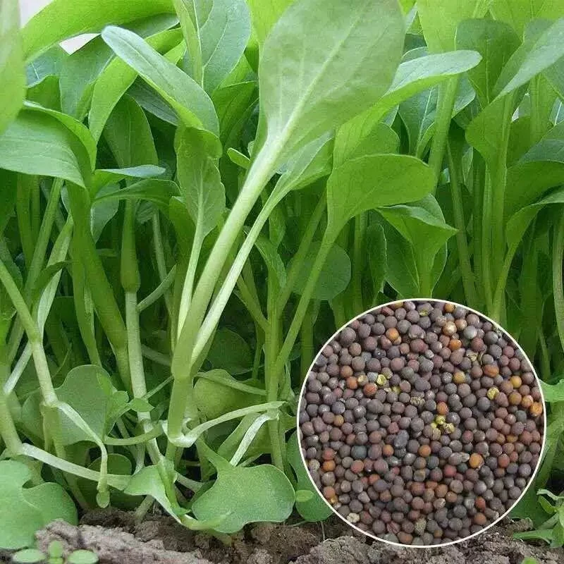 全新鸡毛菜种子 四季播种抗热耐寒蔬菜种子有机小青菜籽小白菜籽
