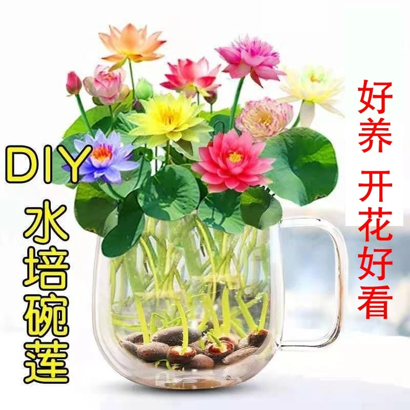 【水培碗莲种子】睡莲花卉好养种籽荷花盆栽客厅四季水养