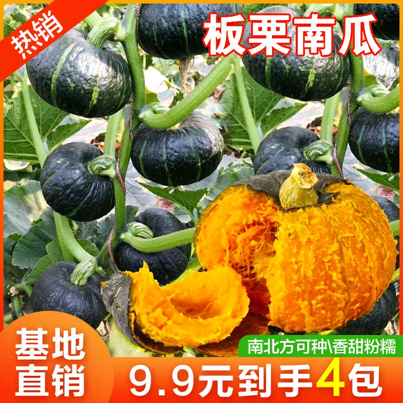 【板栗南瓜种籽 4包仅需9.9元】贝贝南瓜种子高产种植香甜 迷你小南