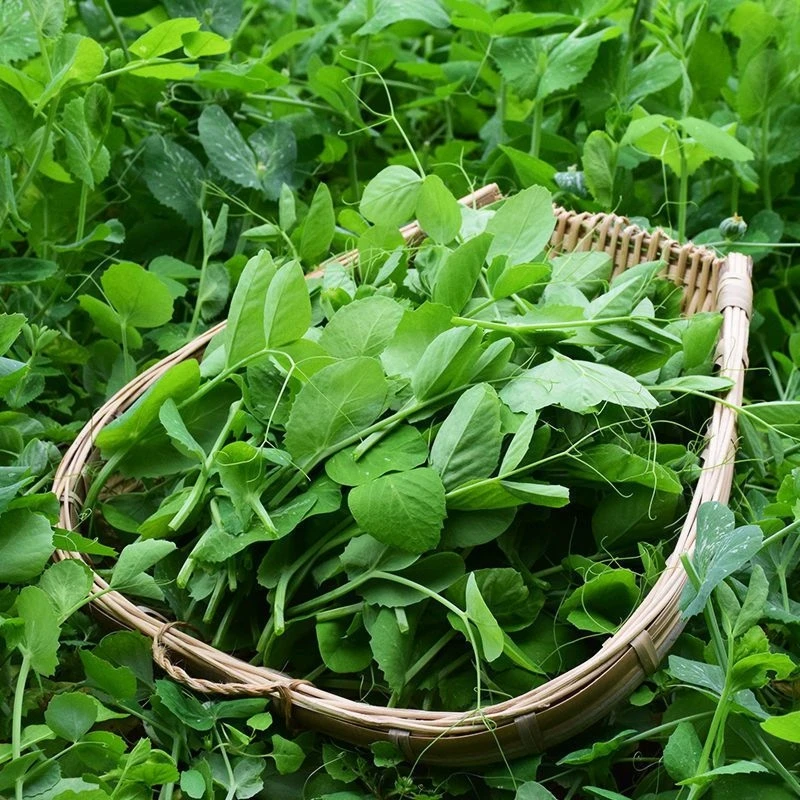 【易种豌豆尖种子】豌豆苗籽四季蔬菜种子简单豌豆籽盆栽水培芽苗菜