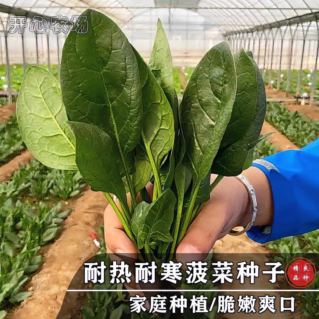 耐热耐寒大叶菠菜种子小叶菠菜种子早熟阳台盆栽家庭小院种植蔬菜