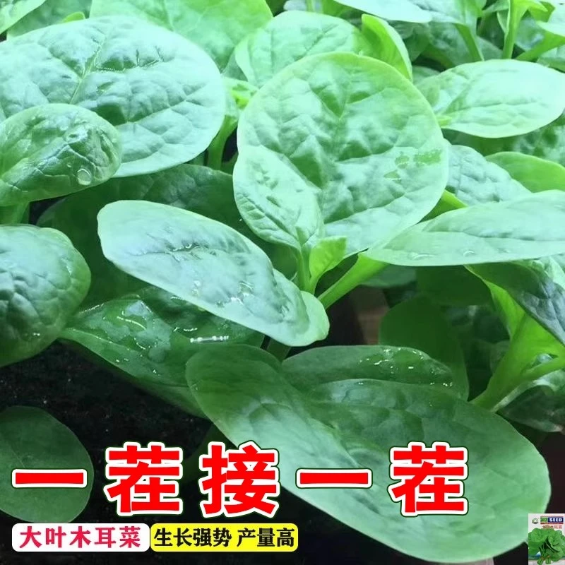大叶木耳菜种子苗落葵小青菜高湿耐高温阳台盆栽春夏四季蔬菜种子