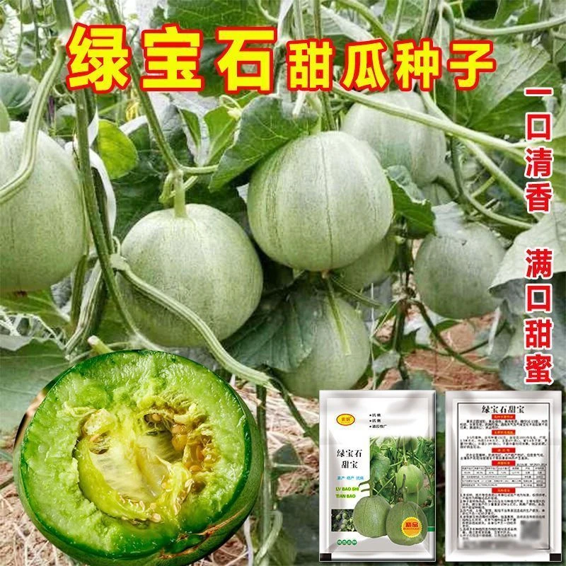 【绿宝石甜瓜种子】超甜薄皮甜瓜种子香瓜春季甜掉牙四季水果蔬菜