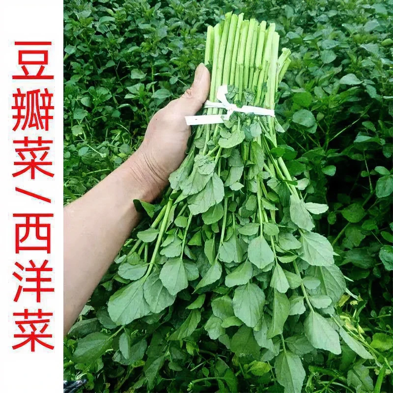 西洋菜豆瓣菜种子四季种植盆栽儿童菜水芥菜阳台盆栽农家蔬菜种子