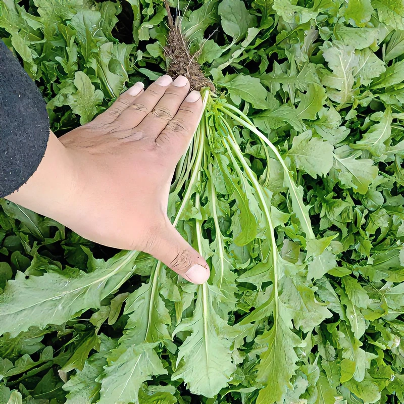 农家四季大叶荠菜种子春野菜种籽食用盆栽荠菜种子青菜籽秋冬种植