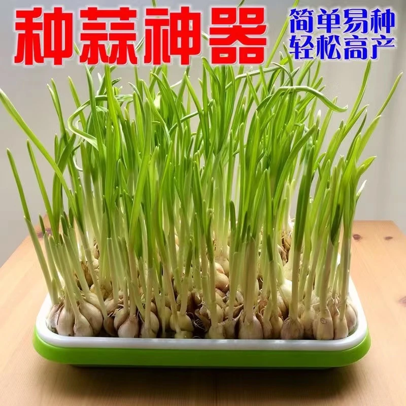 【蒜苗盘】阳台芽苗菜种植盘加密花盆豆苗盘避光水培发芽盆育苗种菜