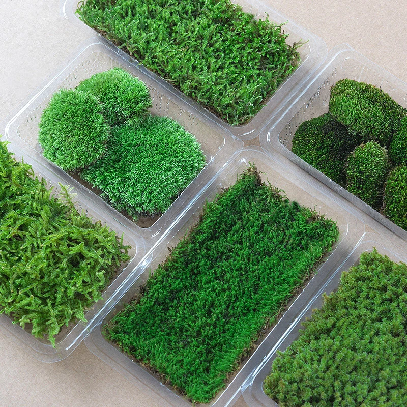 园艺景物鲜活苔藓微景观植物盆景四季庭院盆栽铺面水陆缸假山青苔