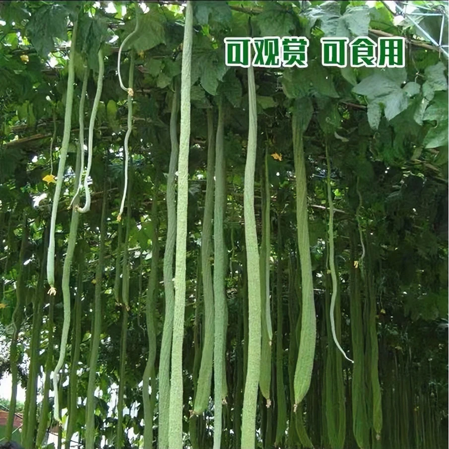 特长丝瓜种子高产早熟蛇形丝瓜种子小院蔬菜可盆栽丝瓜肉丝瓜种籽
