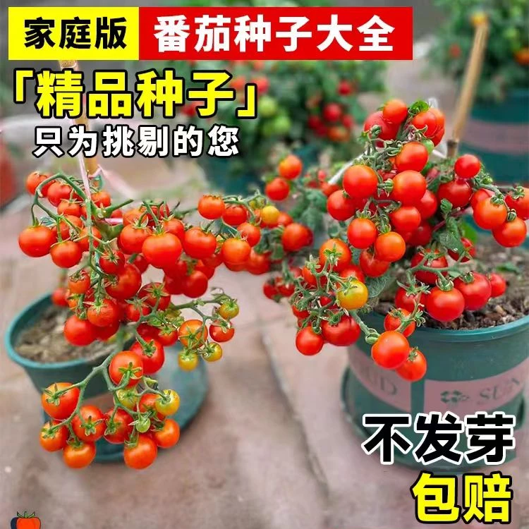 四季高产瀑布番茄种子庭院盆栽阳台种植水果小番茄种籽圣女果种子