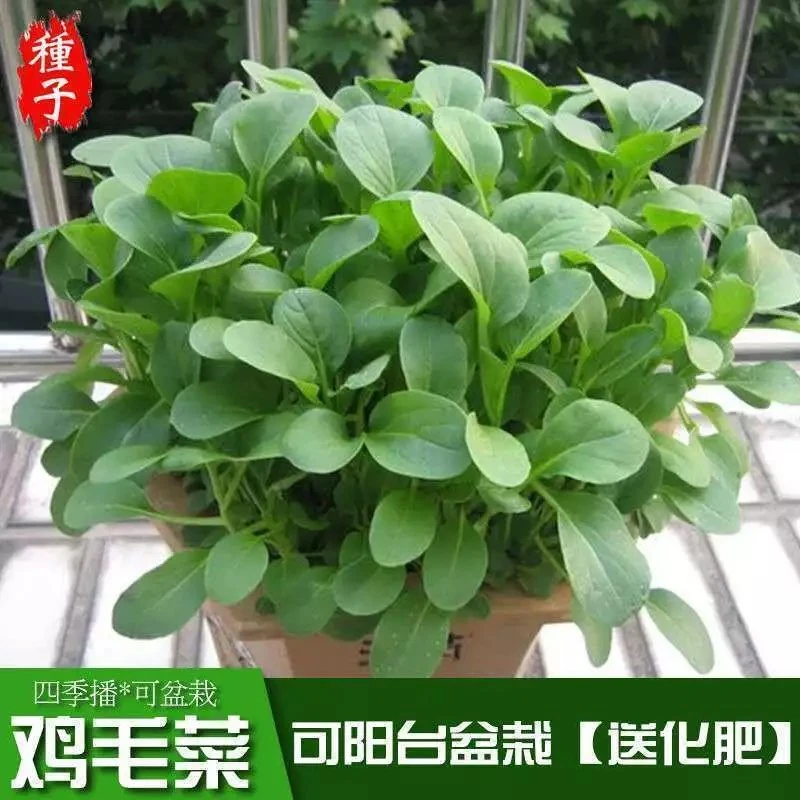 四季鸡毛菜种子全新播种抗热耐寒蔬菜种子有机小青菜籽小白菜籽