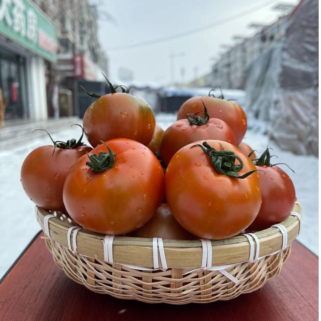 【铁皮柿子】正宗草莓西红柿水果柿子新鲜铁皮西红柿番茄顺丰包邮