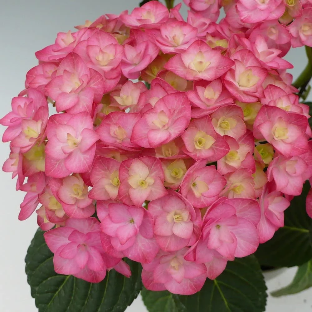 精品露天苗～艾薇塔～室内室外盆栽地栽易养活粉色长寿花美人