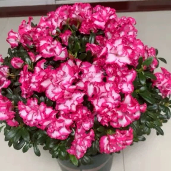 大冠幅红色西玛杜鹃花多色多季节开花好样稀有品种阳台庭院盆栽