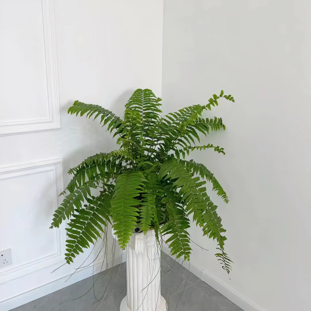 肾蕨盆栽铁线蕨垂吊室内阳台绿植花卉新家吸甲醛