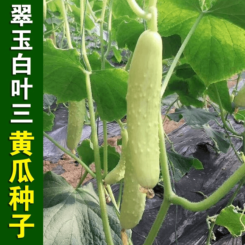 白叶三黄瓜种子白绿皮黄瓜种子水果黄瓜种子菜园庭院易种蔬菜水果