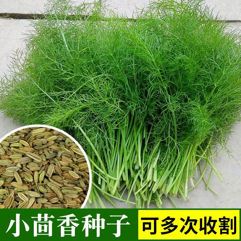 茴香种子阳台庭院盆栽易种四季食用割茬小茴香嫩叶多茬春季蔬菜籽