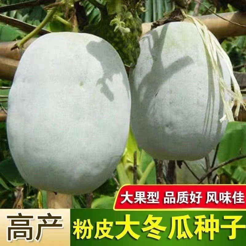 粉皮冬瓜种子白皮大冬瓜坐果多肉厚冬瓜种子东瓜四季蔬菜种植种籽