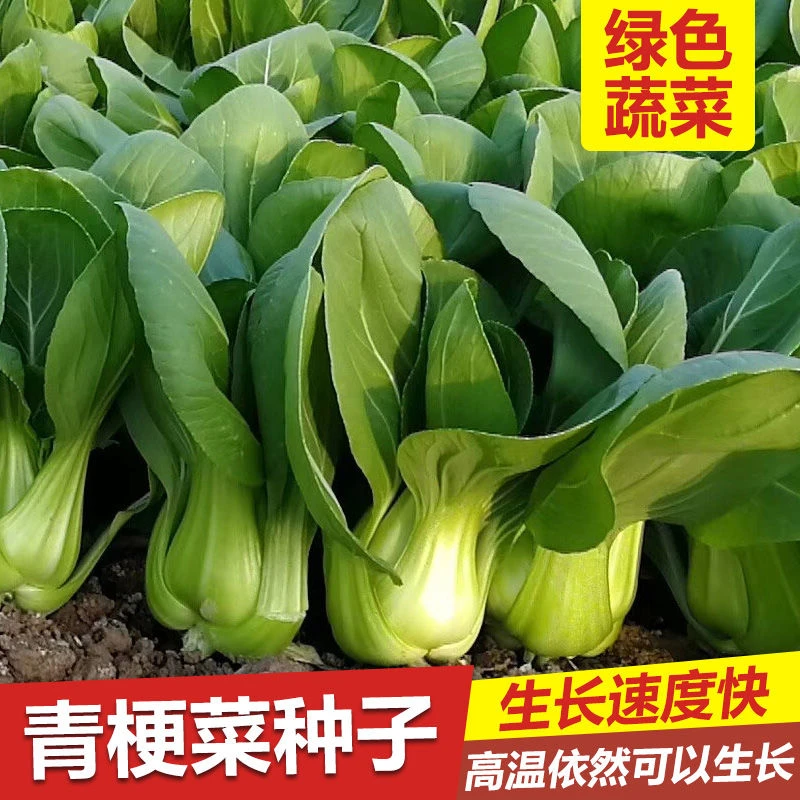 上海青种子小青菜籽蔬菜种籽油菜阳台庭院四季播种简单小油菜种植