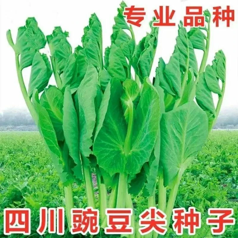 豌豆苗种子大豌豆尖水培豆芽清香蔬菜种籽阳台盆栽简单四季播种籽