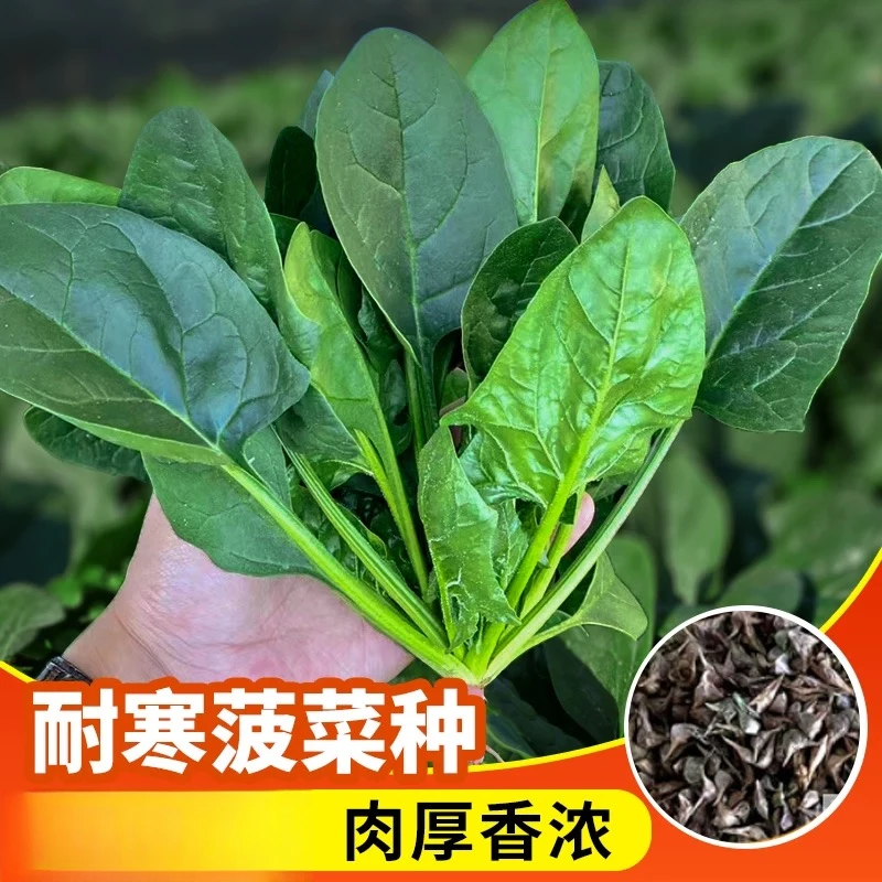 趴地菠菜种子黑圆叶菠菜种籽生长速度快耐寒越冬蔬菜种子大全四季