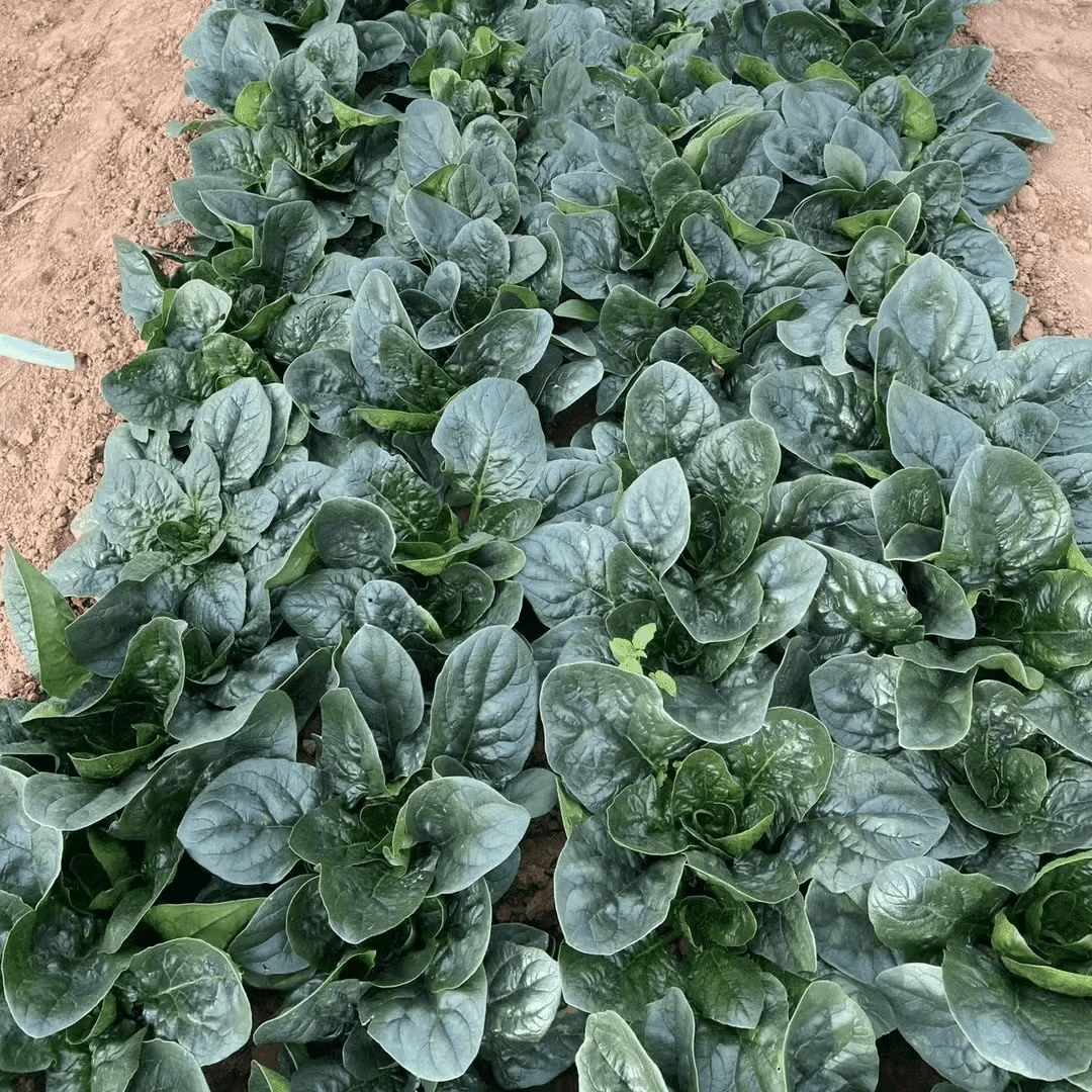 【趴地菠菜种子】春秋季耐热耐寒菠菜小青菜种籽四季阳台盆栽可种植