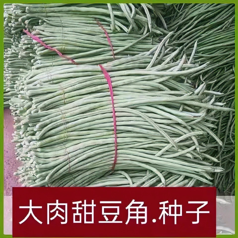 厚肉甜豆角种子大白条甜豆角种子大肉油糯米豆角庭院春秋易种耐热