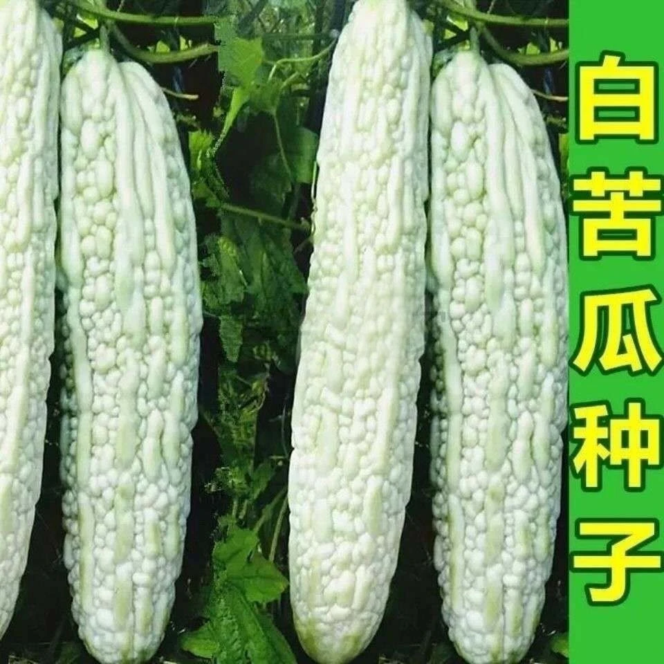 长白苦瓜种子大白苦瓜凉瓜种籽早中熟春天种植四季庭院蔬菜播种籽