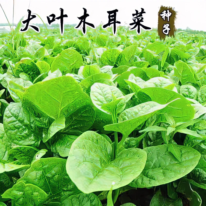 木耳菜种子四季爬藤春夏农家阳台盆栽简单易种蔬菜大叶木耳菜种籽