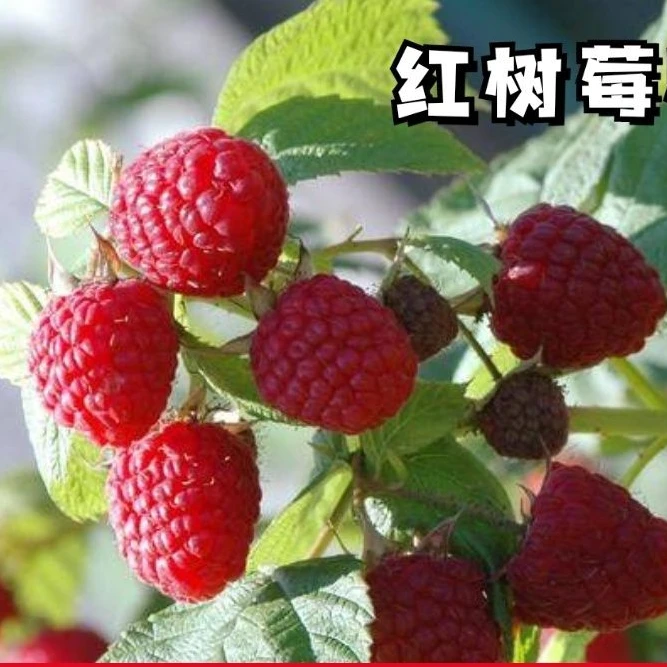 红树莓种子室内阳台盆栽南方北方泡子水果红莓籽耐寒家庭蔬菜种子